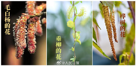 过敏星人查收！全国花粉预报指南