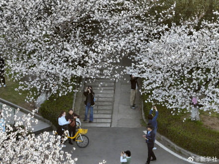 太美了！武大樱花绽放
