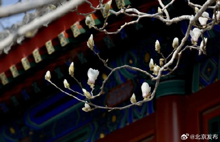 陶然亭公园春花已开，附赏花指南