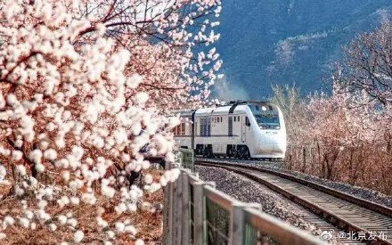 居庸关最佳观景栈道即将开放，搭乘“开往春天的列车”共赴花海