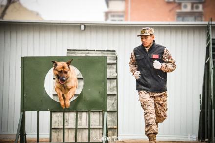 警犬专业训练，超酷！