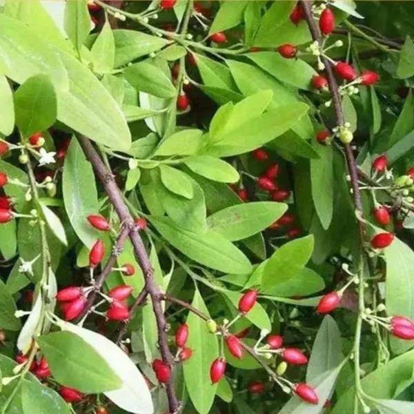 春耕播种,这种植物可搞不得! 春耕播种,这种植物可搞不得!