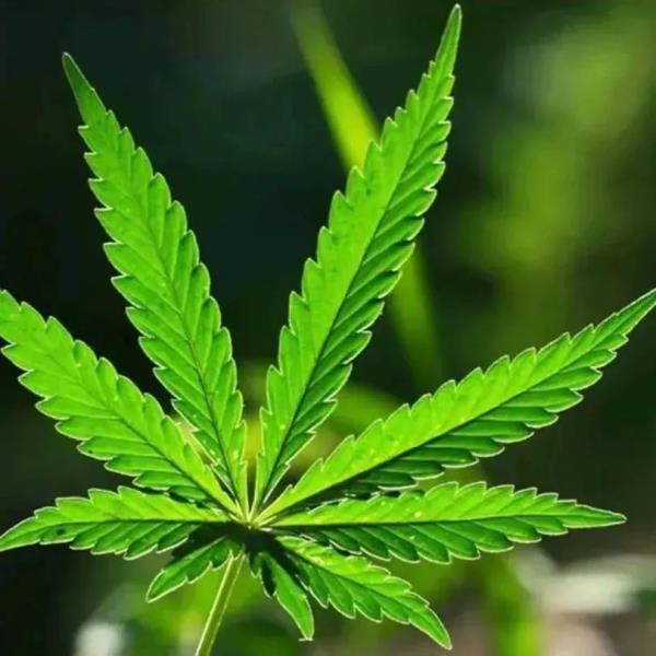 春耕播种,这种植物可搞不得! 春耕播种,这种植物可搞不得!