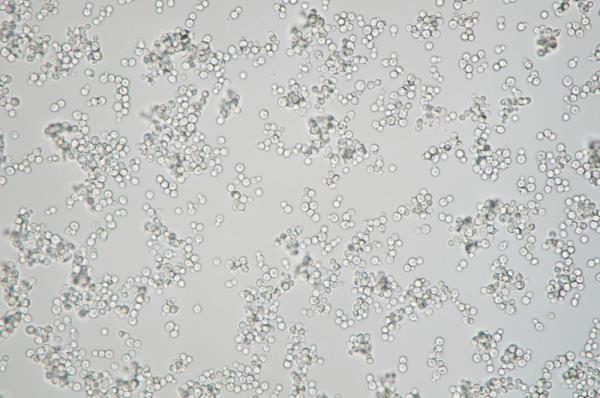 探访国家农业环境微生物种质资源库 探访国家农业环境微生物种质资源库