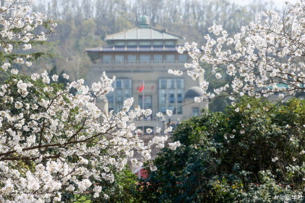 太美了！武大樱花绽放