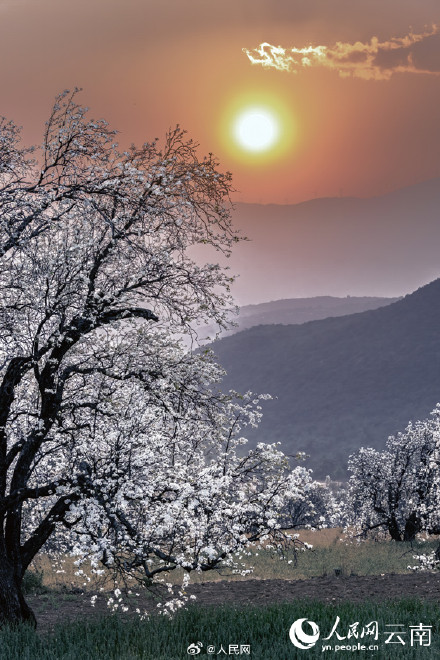 云南万株梨花开出雪色浪漫