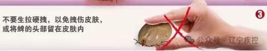蜱虫活跃期，外出要警惕，这份实用指南请收好！