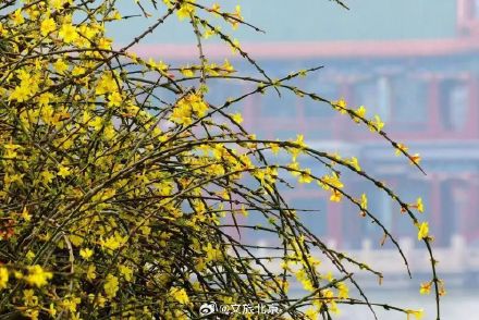 迎春花和连翘花盛开,傻傻分不清? 看这里! 迎春花和连翘花盛开,傻傻分不清? 看这里!