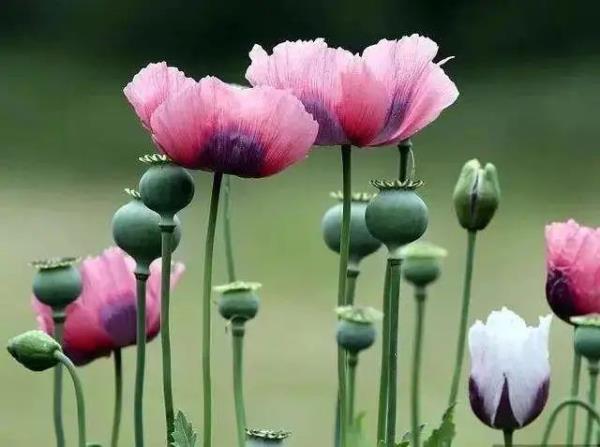 春耕播种,这种植物可搞不得! 春耕播种,这种植物可搞不得!