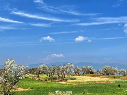 云南万株梨花开出雪色浪漫