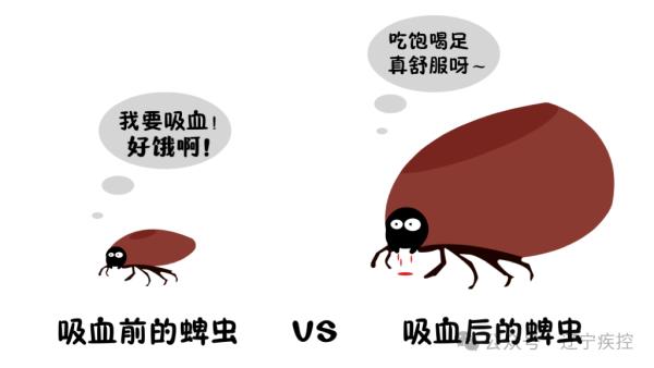 蜱虫活跃期，外出要警惕，这份实用指南请收好！