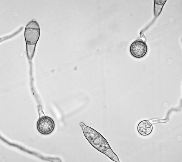 探访国家农业环境微生物种质资源库 探访国家农业环境微生物种质资源库