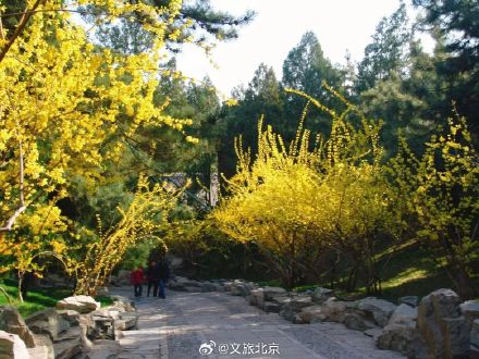 迎春花和连翘花盛开,傻傻分不清? 看这里! 迎春花和连翘花盛开,傻傻分不清? 看这里!
