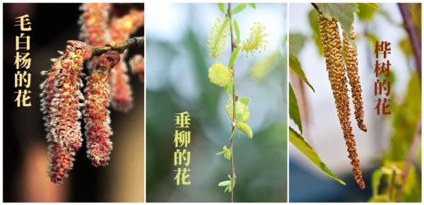 赏花又怕花粉过敏？全国花粉预报指南请查收