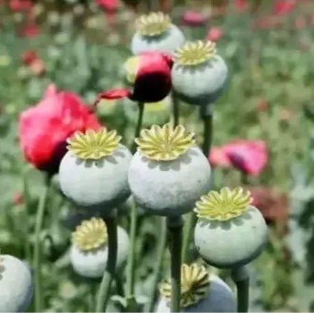 春耕播种,这种植物可搞不得! 春耕播种,这种植物可搞不得!