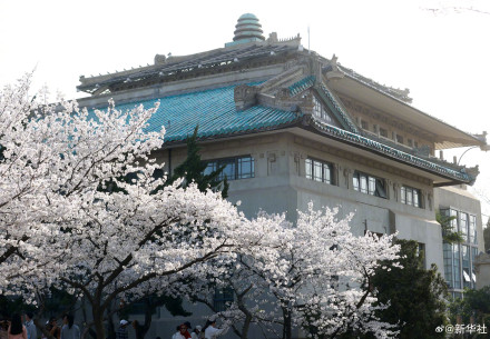 太美了！武大樱花绽放