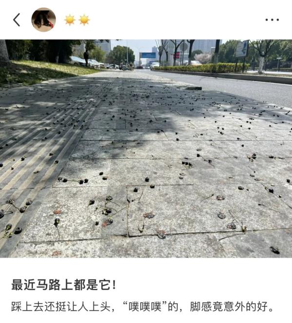 小心!苏州路上的爆浆“黑珍珠” 小心!苏州路上的爆浆“黑珍珠”