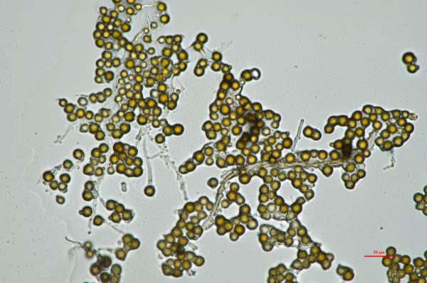 探访国家农业环境微生物种质资源库 探访国家农业环境微生物种质资源库