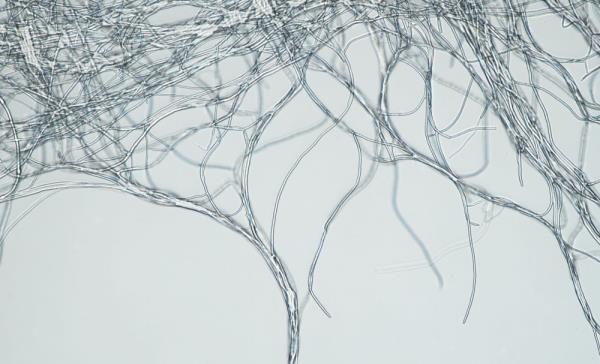 探访国家农业环境微生物种质资源库 探访国家农业环境微生物种质资源库