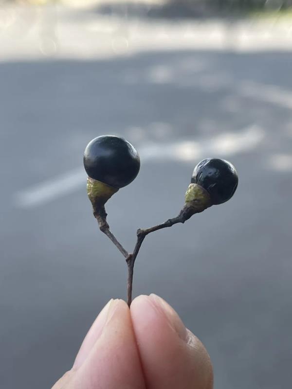 小心!苏州路上的爆浆“黑珍珠” 小心!苏州路上的爆浆“黑珍珠”