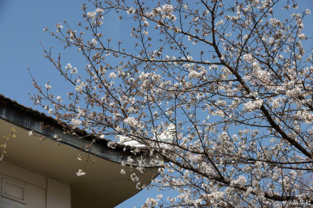 太美了！武大樱花绽放