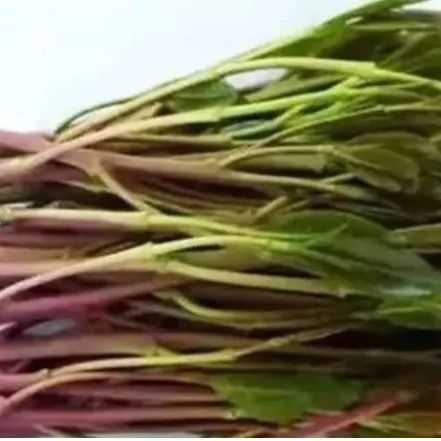 春耕播种,这种植物可搞不得! 春耕播种,这种植物可搞不得!