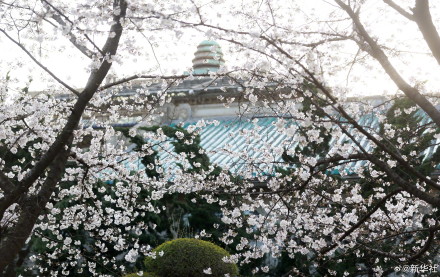 太美了！武大樱花绽放