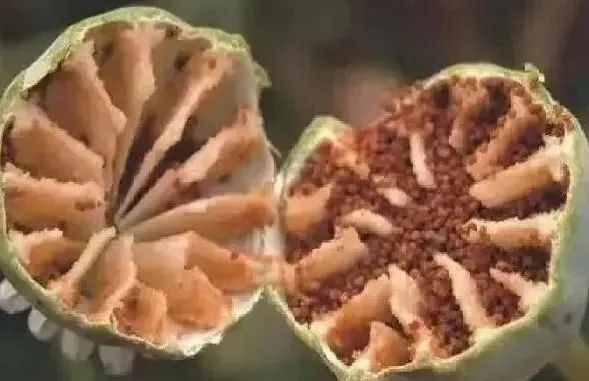 春耕播种,这种植物可搞不得! 春耕播种,这种植物可搞不得!