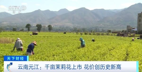 70元/公斤！云南元江千亩茉莉花上市，花价创历史新高