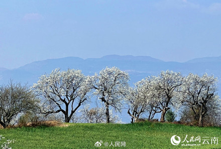 云南万株梨花开出雪色浪漫