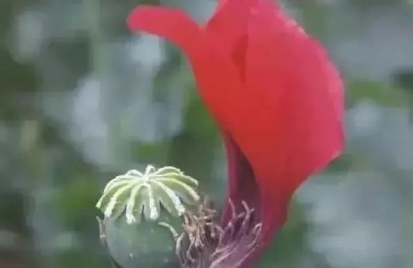 春耕播种,这种植物可搞不得! 春耕播种,这种植物可搞不得!