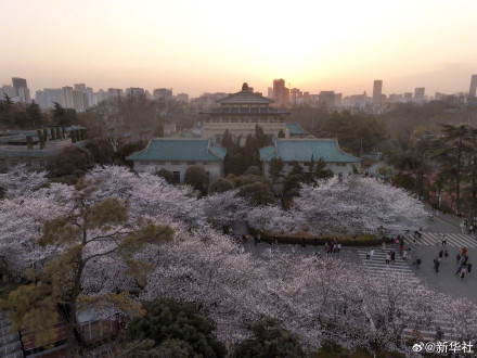 太美了！武大樱花绽放