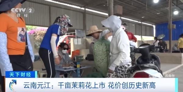 70元/公斤！云南元江千亩茉莉花上市，花价创历史新高