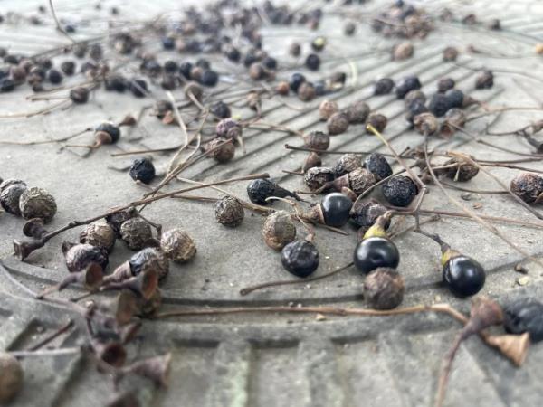 小心!苏州路上的爆浆“黑珍珠” 小心!苏州路上的爆浆“黑珍珠”