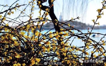 迎春花和连翘花盛开,傻傻分不清? 看这里! 迎春花和连翘花盛开,傻傻分不清? 看这里!