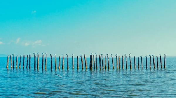 从西伯利亚到昆明:六千里路人鸥情 从西伯利亚到昆明:六千里路人鸥情