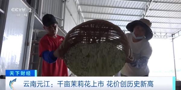 70元/公斤！云南元江千亩茉莉花上市，花价创历史新高