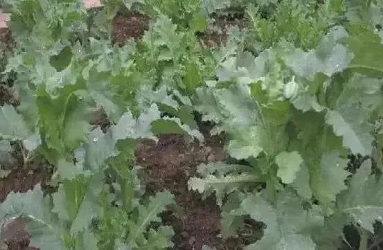 春耕播种,这种植物可搞不得! 春耕播种,这种植物可搞不得!