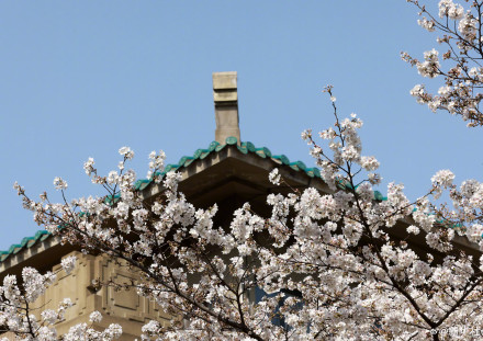 太美了！武大樱花绽放