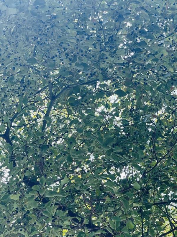 小心!苏州路上的爆浆“黑珍珠” 小心!苏州路上的爆浆“黑珍珠”