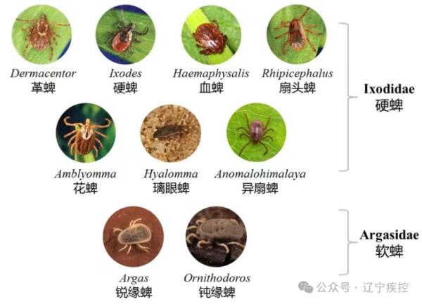 蜱虫活跃期，外出要警惕，这份实用指南请收好！