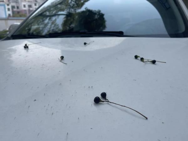 小心!苏州路上的爆浆“黑珍珠” 小心!苏州路上的爆浆“黑珍珠”