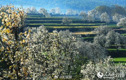 云南万株梨花开出雪色浪漫