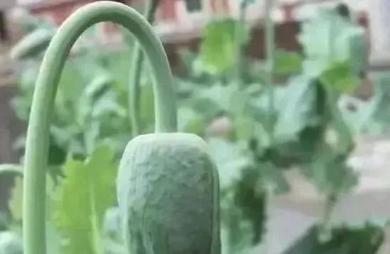 春耕播种,这种植物可搞不得! 春耕播种,这种植物可搞不得!