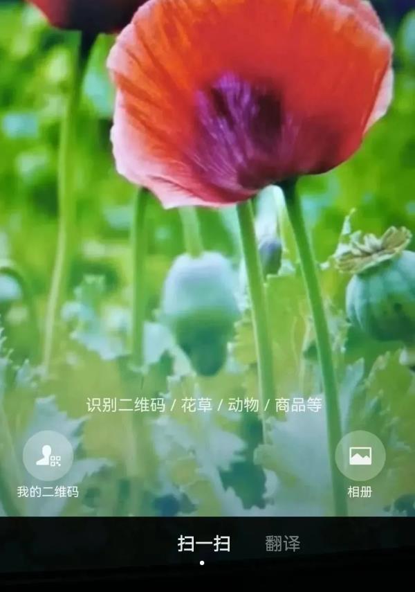 春耕播种,这种植物可搞不得! 春耕播种,这种植物可搞不得!