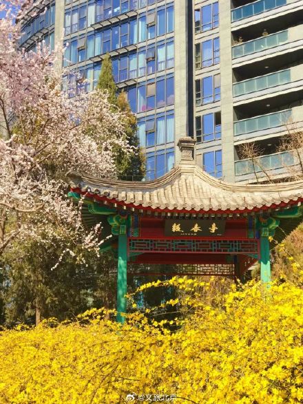 迎春花和连翘花盛开,傻傻分不清? 看这里! 迎春花和连翘花盛开,傻傻分不清? 看这里!