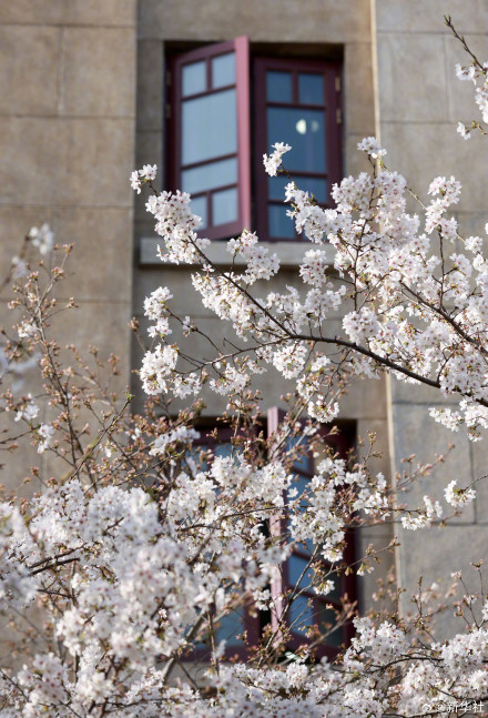 太美了！武大樱花绽放