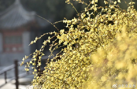 陶然亭公园春花已开，附赏花指南