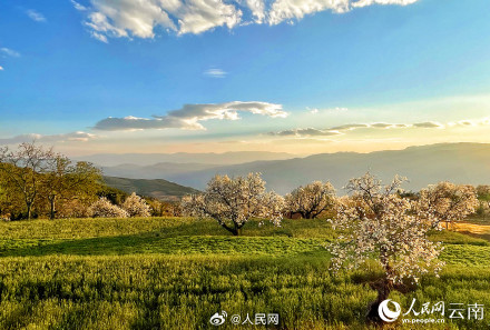 云南万株梨花开出雪色浪漫