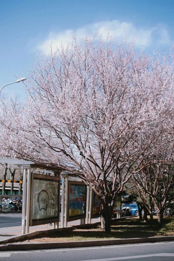 最近，北京海淀这个地铁口，刷屏了！